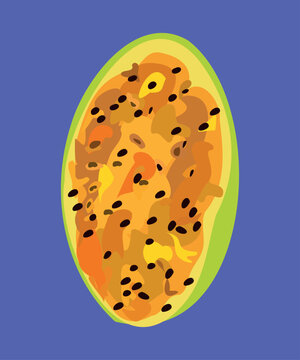 peruvian tumbo fruit vector illustration