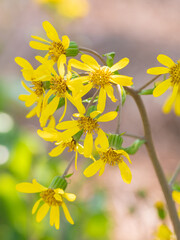 The ligularia plant growing in the autumn garden.