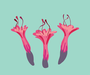 Obraz premium peruvian sacred flower of incas vector illustration