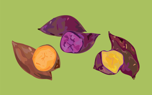peruvian sweet potatoes vector art