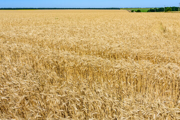 Field of the ripe wheat ready for harvest. Agricultural concept