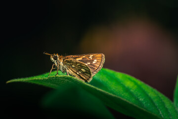 beautiful skipper butterfly resting on a leaf