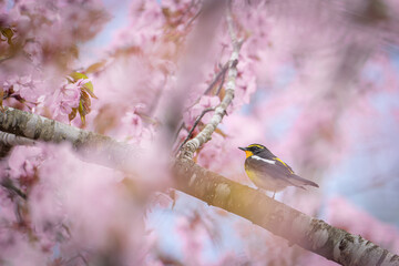 北海道の春、桜とキビタキ