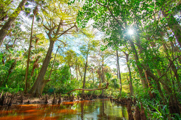 Sun shining through the trees on the Loxahatchee River at Riverbend Park in Jupiter, Florida | Palm Beach County