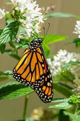 Monarch Butterfly Nectaring on White Pentas