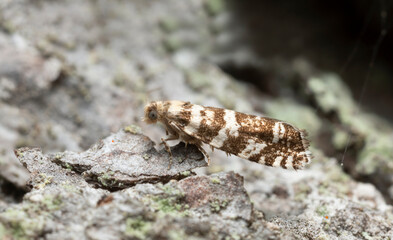 Tortrix moth, Epinotia tedella on bark, macro photo with high magnification