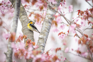 北海道の春、キビタキと桜