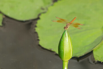 Orange dragonfly perched on a lotus bud