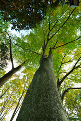 Naklejka premium 下から見上げた木と秋の公園