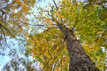 下から見上げた木と秋の公園