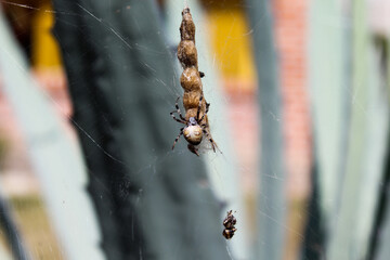 Araña resguardando a sus presas con fondo desenfocado. 