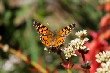 Mariposa de alas naranjas con negro y fondo desenfocado. 