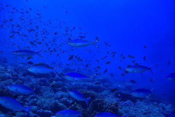 Fototapeta premium flock of fish in the sea background underwater view