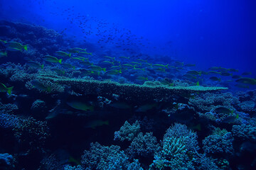 coral reef background, underwater marine life ecosystem ocean sea