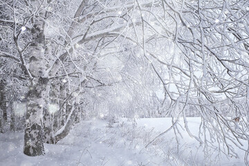 Obraz premium branches covered with frost background abstract winter december view