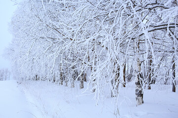 winter landscape trees covered with hoarfrost