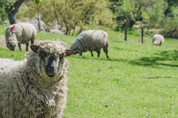 sheep and lambs