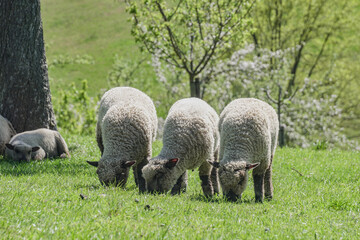 sheep and lambs
