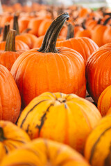 Large orange pumpkin at farmers market at pumpkin patch