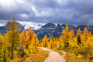 Larch trees at autumn in Canada's Banff National Park