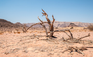 Desert landscape with dead plants in sand dunes under sunny sky. Global warming concept. Nature background