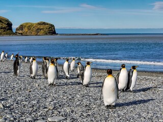 On South Georgia Island a small group of adult king penguins (Aptenodytes patagonicus) walk along the pebbled beach of St. Andrews Bay on a clear sunny day, with a blue sky background.