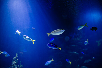 Fototapeta na wymiar ocean fish