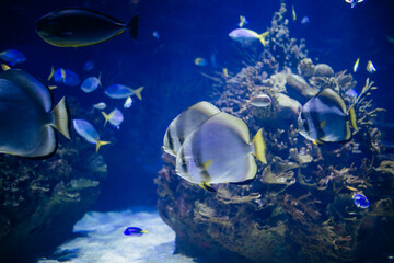 ocean fish