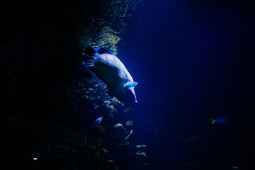 ocean fish