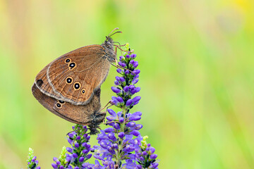 A beautiful butterfly sits on a flower in the morning dew on a natural blurred background