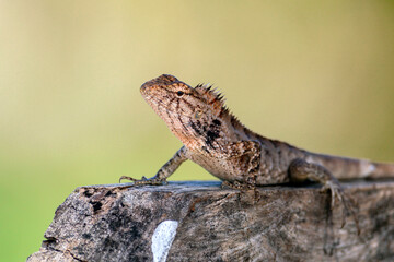 Lizard close - up . Asian Wildlife Photography