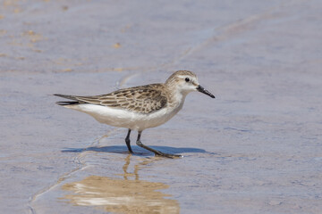 Red-necked Stint in South Australia