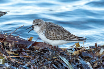 Red-necked Stint in South Australia