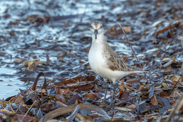 Red-necked Stint in South Australia