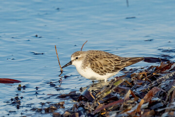 Red-necked Stint in South Australia