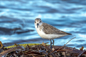 Red-necked Stint in South Australia