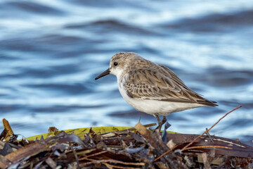 Red-necked Stint in South Australia