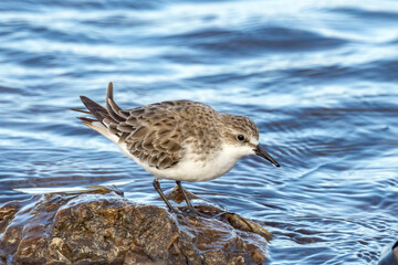 Red-necked Stint in South Australia