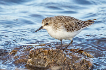 Red-necked Stint in South Australia