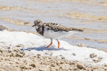 Ruddy Turnstone in South Australia