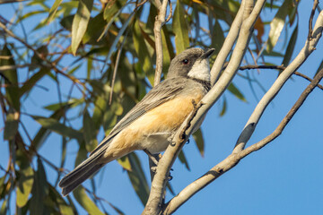 Rufous Whistler in South Australia