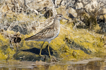 Sharp-tailed Sandpiper in South Australia