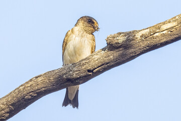 Tree Martin in South Australia