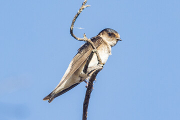 Tree Martin in South Australia