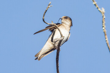 Tree Martin in South Australia