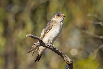 Tree Martin in South Australia