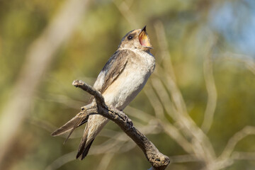Tree Martin in South Australia
