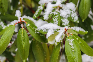 Rhododendron branch covered in fresh white snow. Winter background