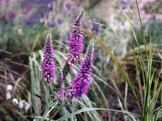close up of lavender