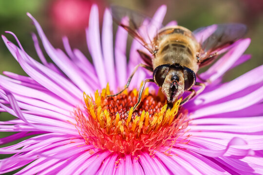 Worker bee on pink aster flowers in autumn garden